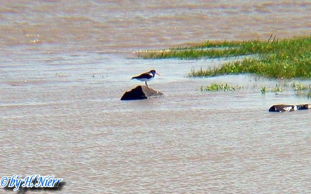 Haematopus ostralegus -  1. Fund