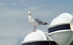 Larus argentatus -  1. Fund