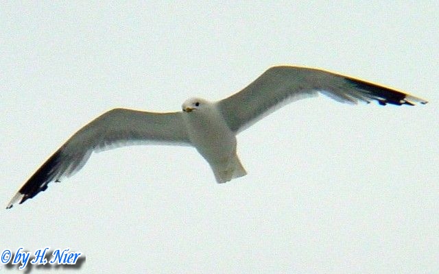 Larus argentatus -  3. Fund
