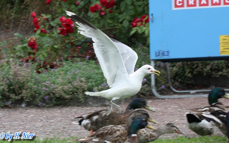 <a href='picture.php?/794/category/282'>Larus canus - 3. Fund</a> Larus canus - 3. Fund