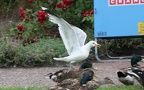 Larus canus - 3. Fund - Gefunden in Schweden (Provinz Blekinge län)Im Hafenbereich von Karlshamn. Larus canus - 3. Fund