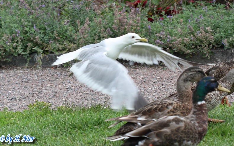 Larus canus -  3. Fund