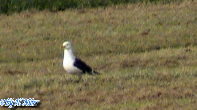 Larus fuscus -  2. Fund