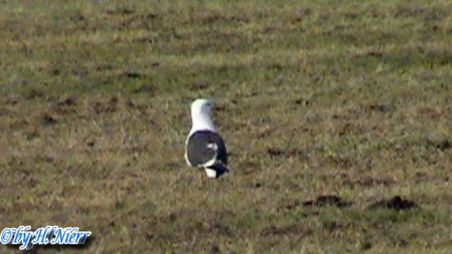 Larus fuscus -  2. Fund