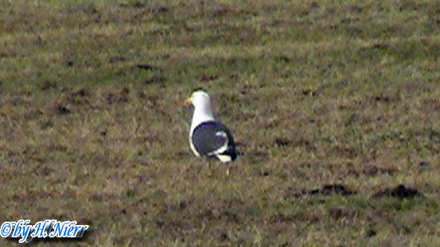 Larus fuscus -  2. Fund