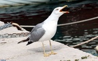 Familie Laridae (Vigors, 1825)