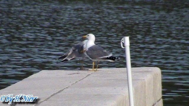 Larus michahellis -  1. Fund