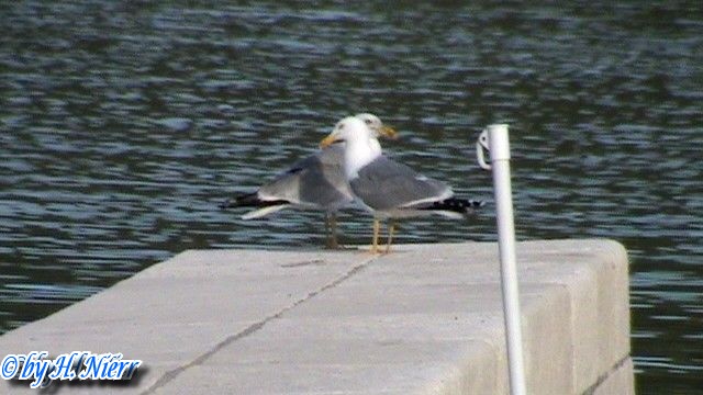 Larus michahellis -  1. Fund