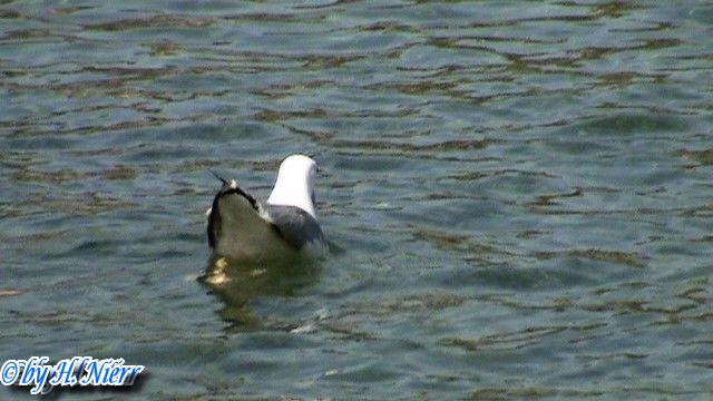 Larus michahellis -  2. Fund