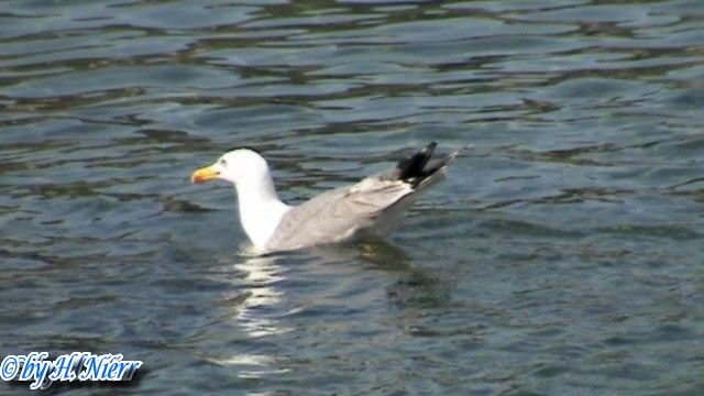 Larus michahellis -  2. Fund