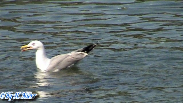 Larus michahellis -  2. Fund