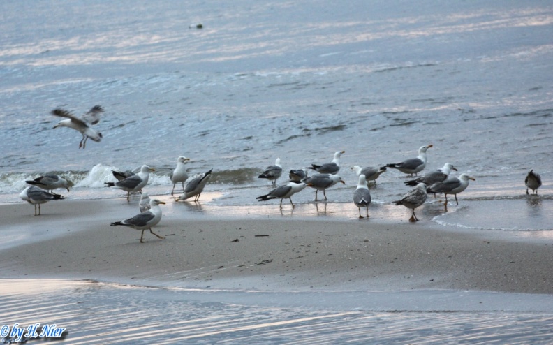 <a href='picture.php?/2642/category/849'>Larus michahellis - 3. Fund</a> Larus michahellis - 3. Fund
