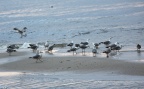 Larus michahellis -  3. Fund