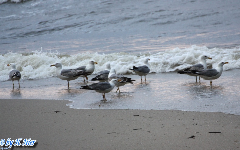 <a href='picture.php?/2643/category/849'>Larus michahellis - 3. Fund</a> Larus michahellis - 3. Fund