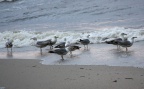 Larus michahellis -  3. Fund