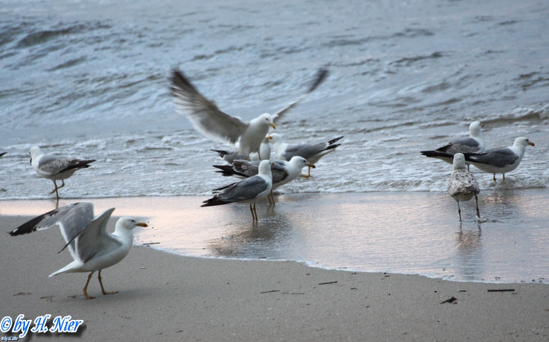 Larus michahellis -  3. Fund