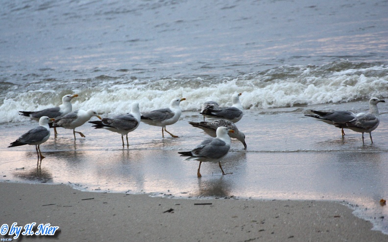 Larus michahellis -  3. Fund