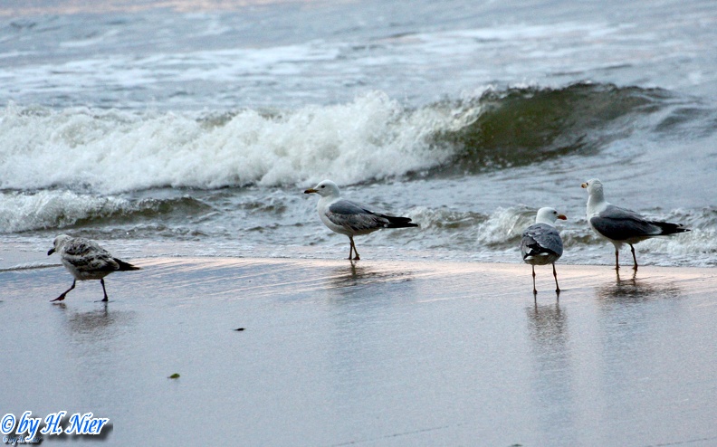 Larus michahellis -  3. Fund