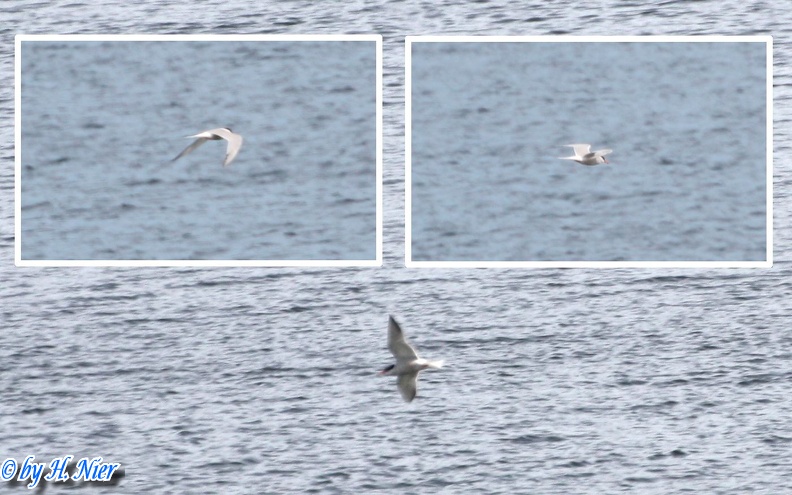 <a href='picture.php?/8979/category/4157'>Sterna hirundo - 3. Fund</a> Sterna hirundo - 3. Fund