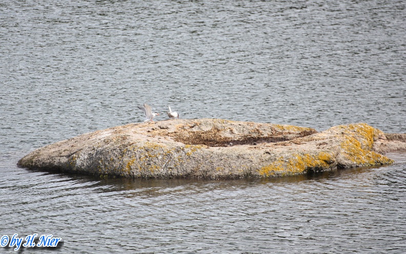 <a href='picture.php?/8980/category/4157'>Sterna hirundo - 3. Fund</a> Sterna hirundo - 3. Fund