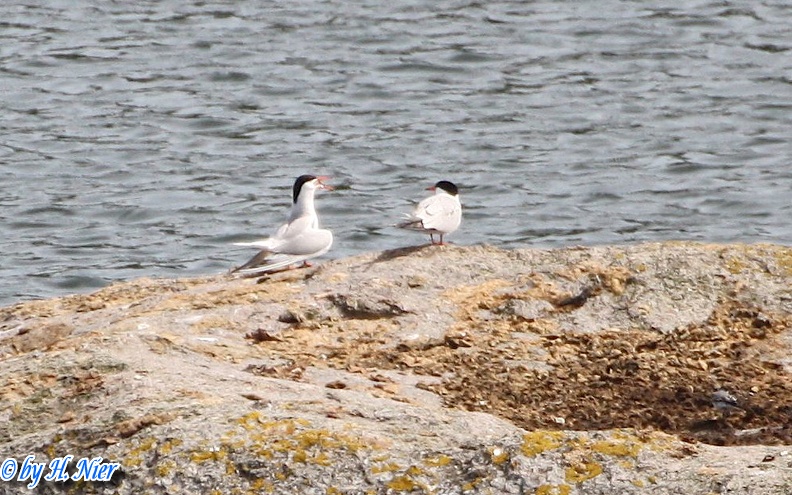 <a href='picture.php?/8981/category/4157'>Sterna hirundo - 3. Fund</a> Sterna hirundo - 3. Fund