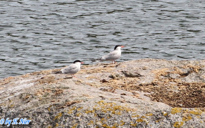 <a href='picture.php?/8982/category/4157'>Sterna hirundo - 3. Fund</a> Sterna hirundo - 3. Fund