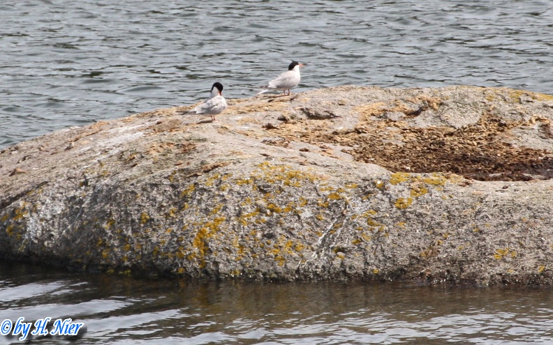 <a href='picture.php?/8983/category/4157'>Sterna hirundo - 3. Fund</a> Sterna hirundo - 3. Fund