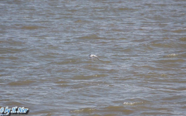 <a href='picture.php?/488/category/4158'>Sterna paradisaea - 1. Fund</a> Sterna paradisaea - 1. Fund