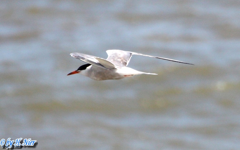 <a href='picture.php?/489/category/4158'>Sterna paradisaea - 1. Fund</a> Sterna paradisaea - 1. Fund