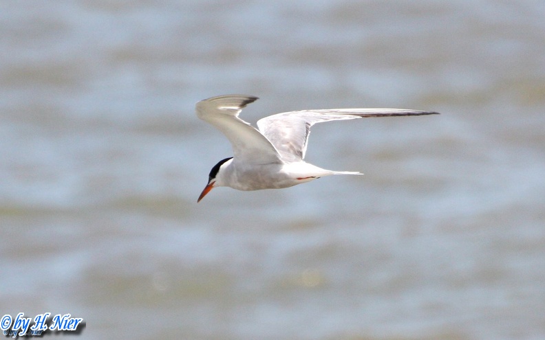 <a href='picture.php?/490/category/4158'>Sterna paradisaea - 1. Fund</a> Sterna paradisaea - 1. Fund