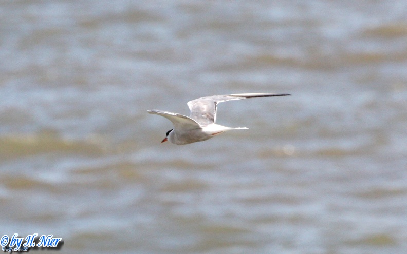 <a href='picture.php?/491/category/4158'>Sterna paradisaea - 1. Fund</a> Sterna paradisaea - 1. Fund