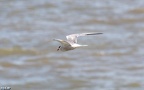 Sterna paradisaea - 1. Fund - Gefunden in Deutschland (Niedersachsen)Auf der „Nordsee“ in der Nähe des Hafens von Hooksiel fliegend. Sterna paradisaea - 1. Fund
