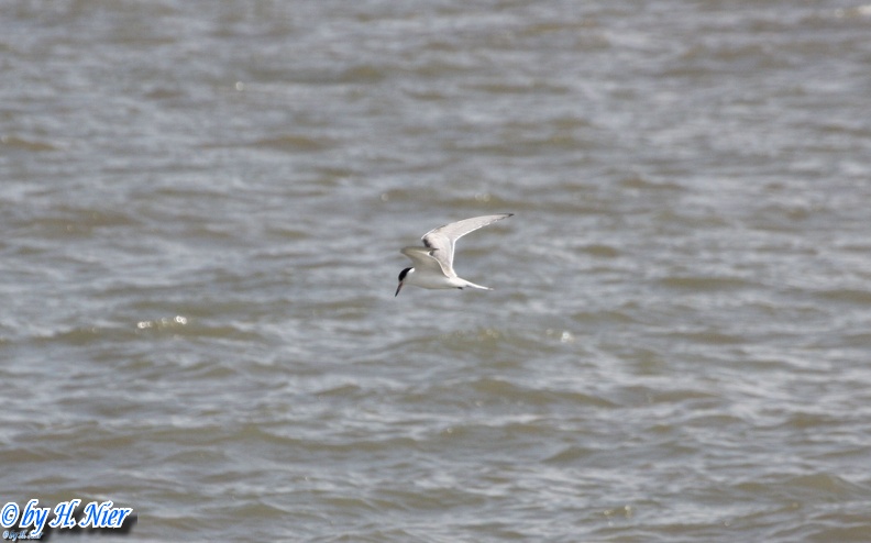 <a href='picture.php?/493/category/4158'>Sterna paradisaea - 1. Fund</a> Sterna paradisaea - 1. Fund