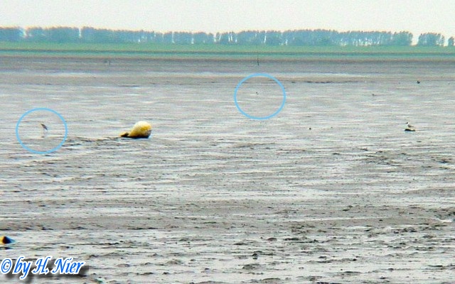 <a href='picture.php?/15186/category/5635'>Recurvirostra avosetta - 1. Fund</a> Recurvirostra avosetta - 1. Fund