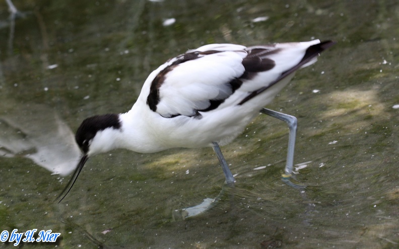 <a href='picture.php?/15188/category/5635'>Recurvirostra avosetta - 3. Fund</a> Recurvirostra avosetta - 3. Fund