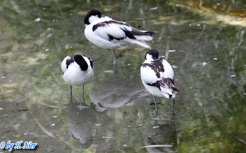 <a href='picture.php?/15189/category/5635'>Recurvirostra avosetta - 3. Fund</a> Recurvirostra avosetta - 3. Fund