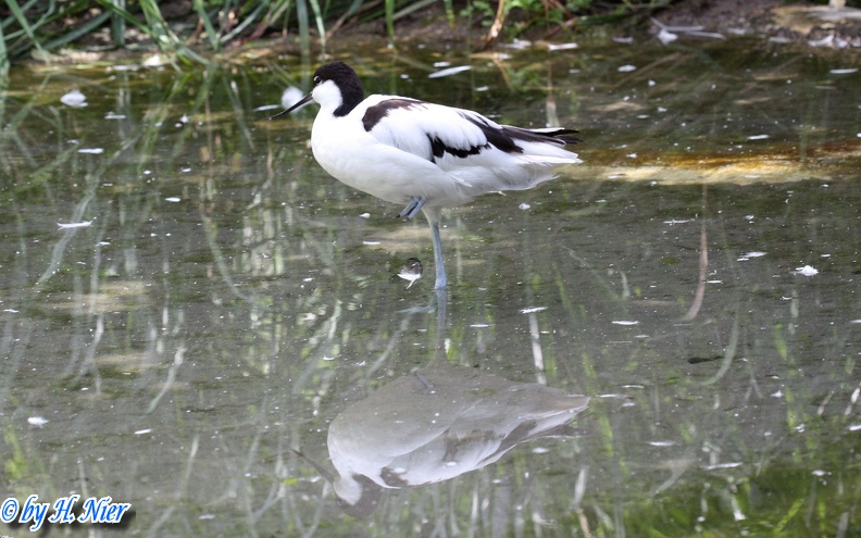 <a href='picture.php?/15190/category/5635'>Recurvirostra avosetta - 3. Fund</a> Recurvirostra avosetta - 3. Fund