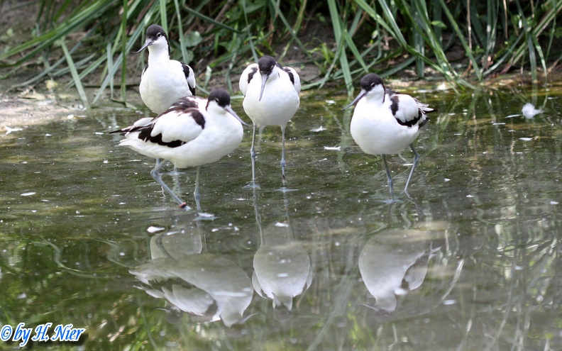 <a href='picture.php?/15191/category/5635'>Recurvirostra avosetta - 3. Fund</a> Recurvirostra avosetta - 3. Fund