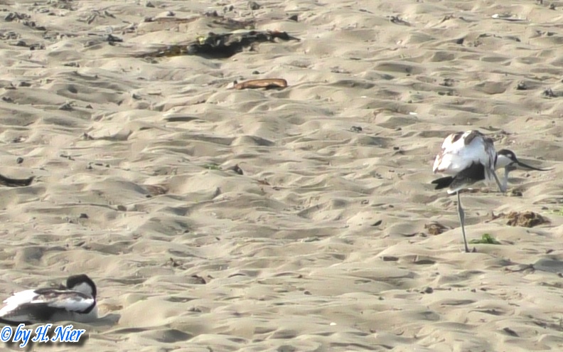 <a href='picture.php?/15194/category/5635'>Recurvirostra avosetta - 4. Fund</a> Recurvirostra avosetta - 4. Fund