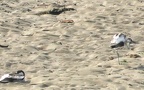 Recurvirostra avosetta -  4. Fund