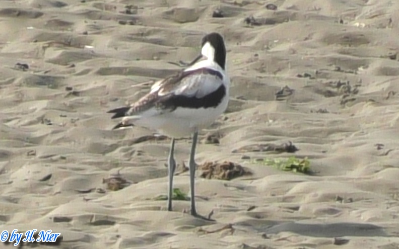 <a href='picture.php?/15195/category/5635'>Recurvirostra avosetta - 4. Fund</a> Recurvirostra avosetta - 4. Fund