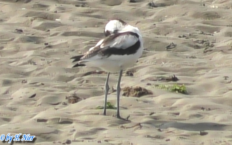 Recurvirostra avosetta -  4. Fund