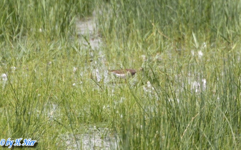 Actitis hypoleucos -  1. Fund