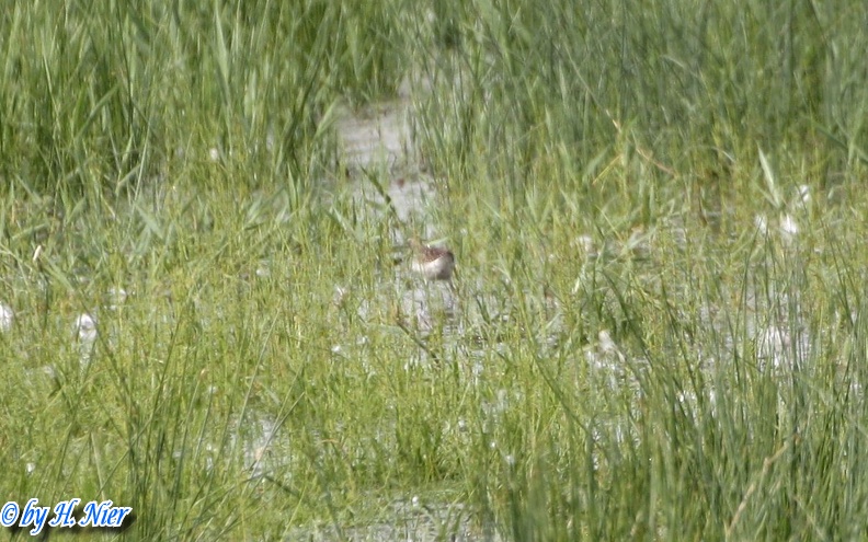 Actitis hypoleucos -  1. Fund