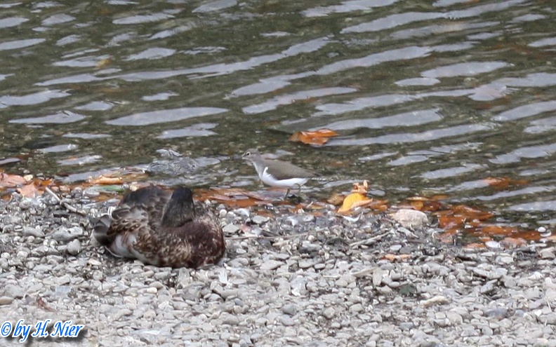 Actitis hypoleucos -  2. Fund