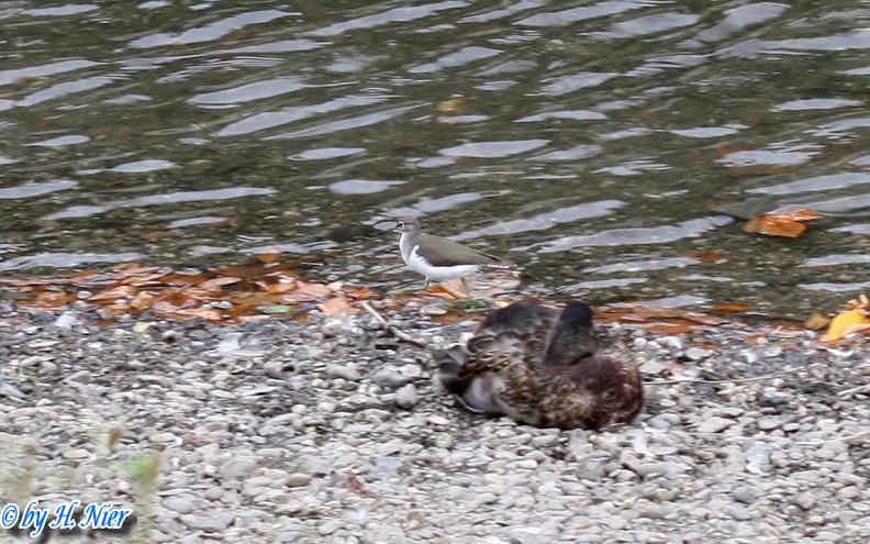 Actitis hypoleucos -  2. Fund