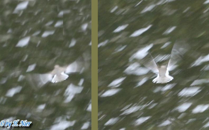 Actitis hypoleucos -  2. Fund