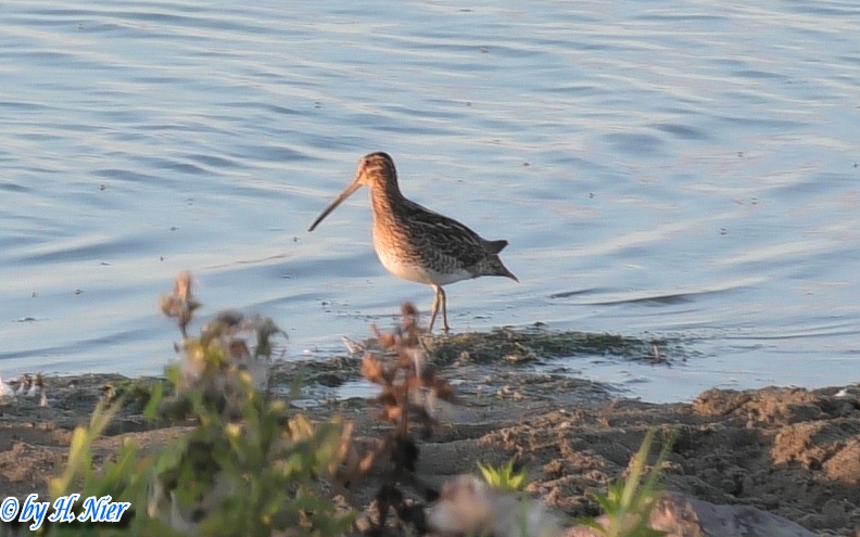Gallinago gallinago -  3. Fund