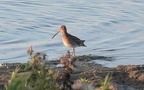 Gallinago gallinago -  3. Fund