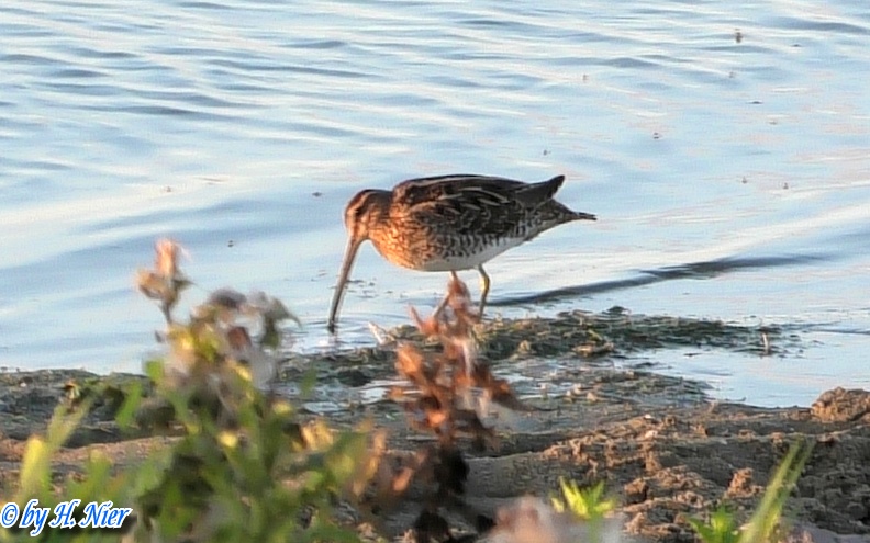 Gallinago gallinago -  3. Fund